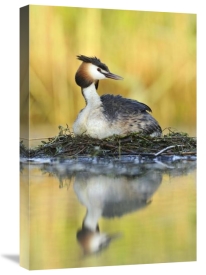 Jasper Doest - Great Crested Grebe on floating nest, De Biesbosch National Park, Netherlands