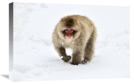 Jasper Doest - Japanese Macaque walking through the snow, Jigokudani Joshinetsu Kogen National Park, Japan