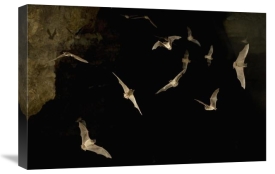 Michael Durham - Brazilian Free-tailed Bat group emerging from James Eckert River Bat Cave at dusk, Texas