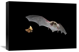 Michael Durham - Little Brown Bat pursues a forest moth