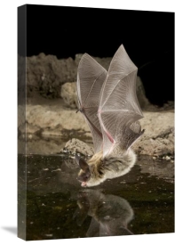Michael Durham - Western Long-eared Myotis, high-desert transition zone in the Deschutes National Forest, Oregon