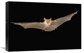 Michael Durham - Pallid Bat flying at night, Washington