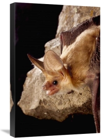 Michael Durham - Pallid Bat on rimrock at night, Washington