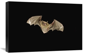 Michael Durham - Little Brown Bat flying at night, Coconino National Forest, Arizona