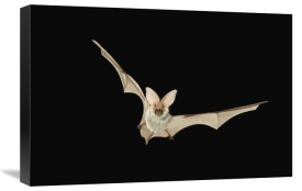 Michael Durham - Spotted Bat flying at night near the edge of the Grand Canyon, Kaibab National Forest, Arizona