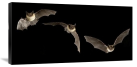 Michael Durham - Western Long-eared Myotis trio flying showing acrobatic maneuvers, Deschutes National Forest, Oregon