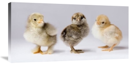 Michael Durham - Domestic Chicken chicks showing genetic variation used to bring out traits that help poultry producers