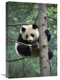 Gerry Ellis - Giant Panda in tree