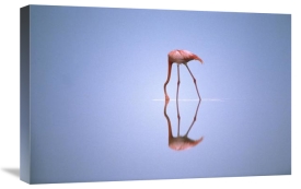 Gerry Ellis - Greater Flamingo feeding, Africa