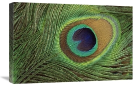 Gerry Ellis - Indian Peafowl display feathers, India to southeast Asia