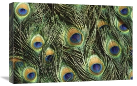 Gerry Ellis - Indian Peafowl display feathers, native to India and southeast Asia