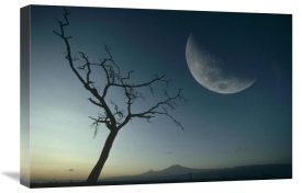 Gerry Ellis - Whistling Thorn and moon, Amboseli National Park, Kenya, East Africa