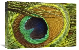 Gerry Ellis - Indian Peafowl male display feathers, native to India and southeast Asia