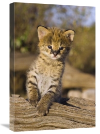 Suzi Eszterhas - Serval kitten, two and a half week old orphan, Masai Mara Reserve, Kenya
