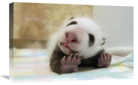 Katherine Feng - Giant Panda baby stretching, Wolong Nature Reserve, China