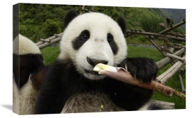 Katherine Feng - Young Panda learning to eat bamboo, Wolong Nature Reserve, China