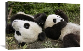 Katherine Feng - Pair of young pandas playing, Wolong Nature Reserve, China