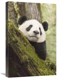 Katherine Feng - Xiang Xiang, first captive raised panda to be released into the wild, China