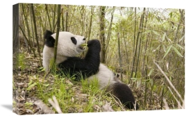 Katherine Feng - Xiang Xiang eating bamboo, Wolong Nature Reserve, China