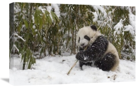 Katherine Feng - Giant Panda cub eating bamboo, Wolong Nature Reserve, China