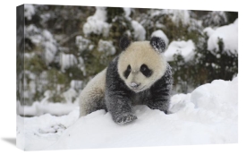 Katherine Feng - Giant Panda cub playing in the snow, Wolong Nature Reserve, China