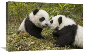 Katherine Feng - Giant Panda two cubs touching noses, Wolong Nature Reserve, China