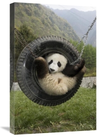 Katherine Feng - Giant Panda cub playing in tire swing, Wolong Nature Reserve, China