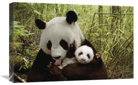 Katherine Feng - Giant Panda Gongzhu and cub in bamboo forest, Wolong Nature Reserve, China