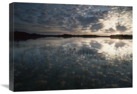 Tim Fitzharris - American Alligator in Nine-mile Pond, Everglades National Park, Florida