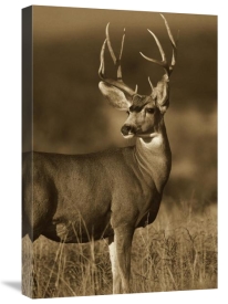 Tim Fitzharris - Mule Deer male in dry grass, North America - Sepia