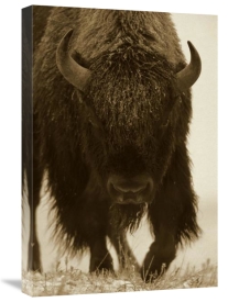 Tim Fitzharris - American Bison portrait in snow, North America