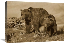 Tim Fitzharris - Grizzly Bear mother with a one year old cub, North America