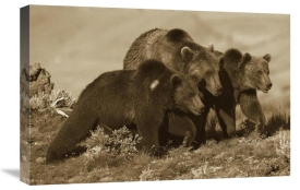 Tim Fitzharris - Grizzly Bear mother with two one year old cubs, North America