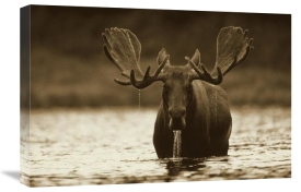 Tim Fitzharris - Moose male raising its head while feeding on the bottom of a lake, North America