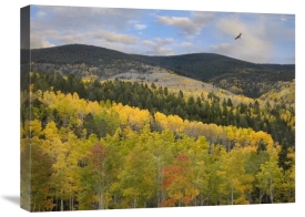 Tim Fitzharris - Cooper's Hawk, Santa Fe National Forest, Sangre de Cristo Mountains, New Mexico