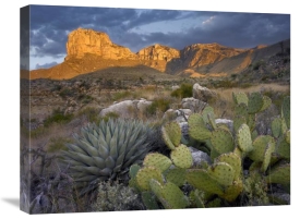 Tim Fitzharris - Opuntia cactus and Agave, Guadalupe Mountains National Park, Chihuahuan Desert, Texas