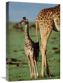 Tim Fitzharris - Giraffe mother with young, Kenya