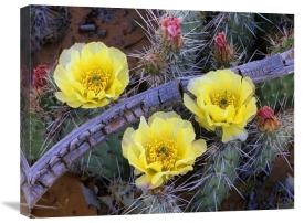 Tim Fitzharris - Opuntia cactus blooming, North America