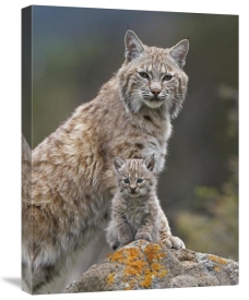 Tim Fitzharris - Bobcat mother and kitten, North America