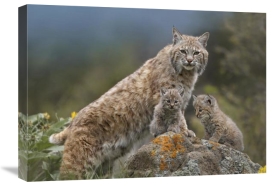 Tim Fitzharris - Bobcat mother and kittens, North America