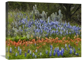 Tim Fitzharris - Bluebonnet and Pricky Pear cactus, Texas