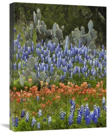 Tim Fitzharris - Bluebonnet and Pricky Pear cactus, Texas