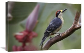 Tim Fitzharris - Black-cheeked Woodpecker male, Costa Rica