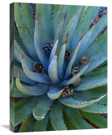 Tim Fitzharris - Agave plants with pine cones, North America