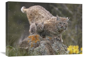 Tim Fitzharris - Bobcat mother and kitten in snowfall, North America