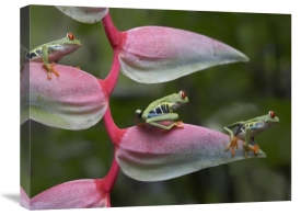Tim Fitzharris - Red-eyed Tree Frog three sitting on Heliconia, Costa Rica