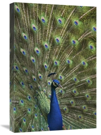 Tim Fitzharris - Indian Peafowl male with tail fanned out in courtship display