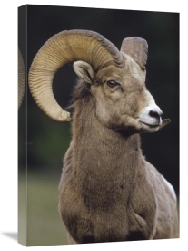 Tim Fitzharris - Bighorn Sheep male portrait, Banff National Park, Alberta, Canada