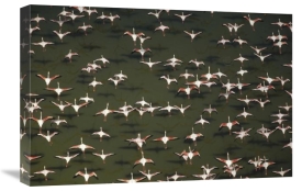Tim Fitzharris - Aerial view of a mixed flock of Lesser Flamingo group Kenya, Africa