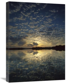 Tim Fitzharris - American Alligator in Nine-mile Pond, Everglades National Park, Florida